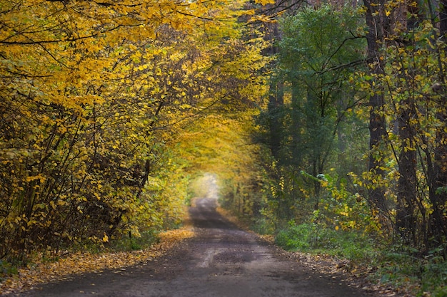 Autumn forest at sunset fall scenic road sunlight through the
trees early autumn