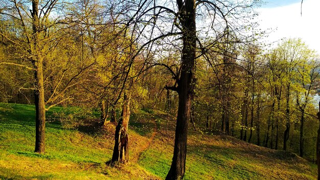 autumn forest at sunset