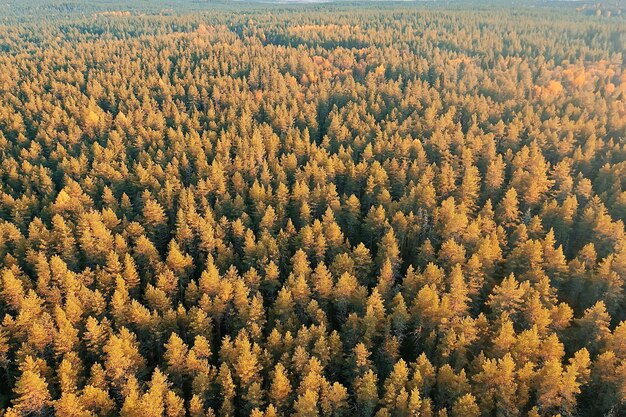 autumn forest taiga view from drone, yellow trees landscape nature fall