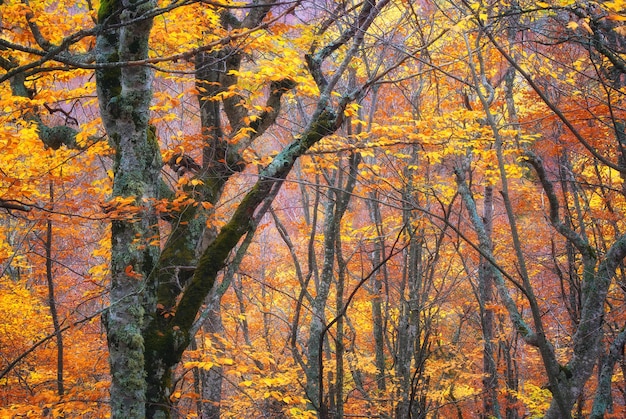 Photo autumn forest texture composition of nature