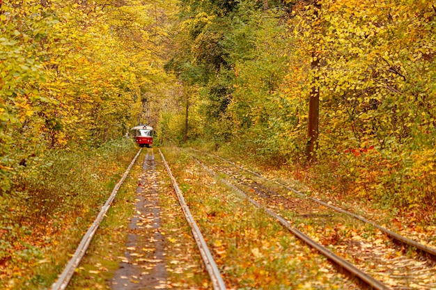 Autumn forest through which an old tram rides Ukraine