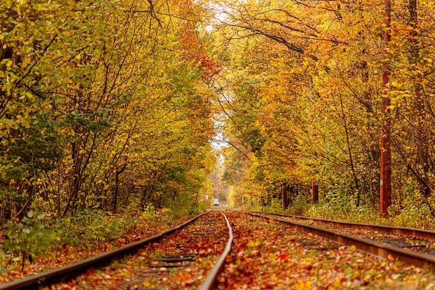 Autumn forest through which an old tram rides Ukraine