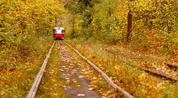 Foresta autunnale attraverso la quale un vecchio tram percorre l'ucraina