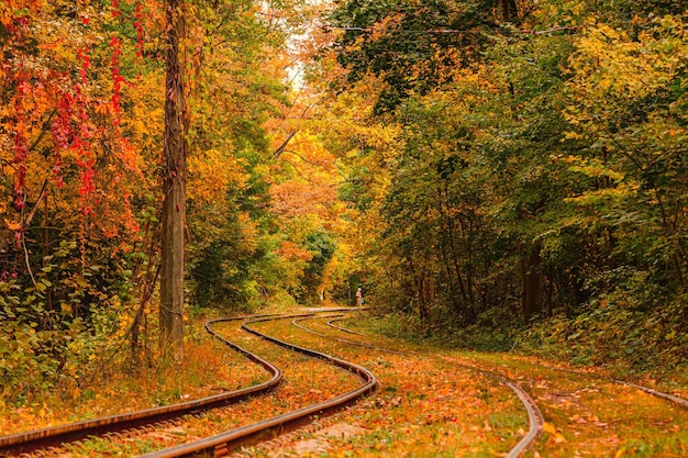 Autumn forest through which an old tram rides Ukraine