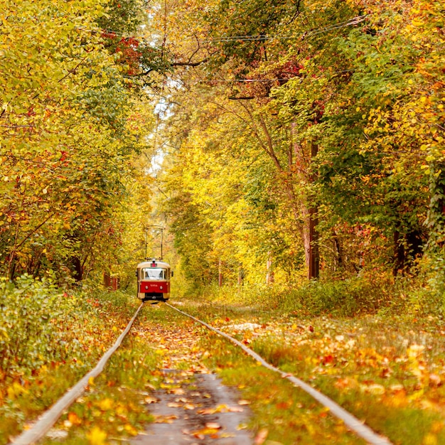 Autumn forest through which an old tram rides Ukraine