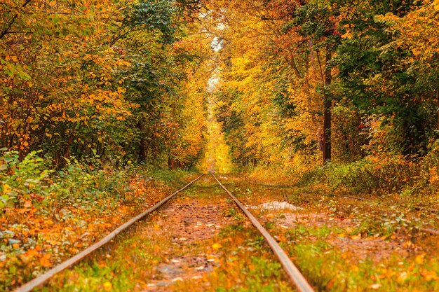 Autumn forest through which an old tram rides Ukraine