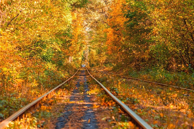 Autumn forest through which an old tram rides ukraine