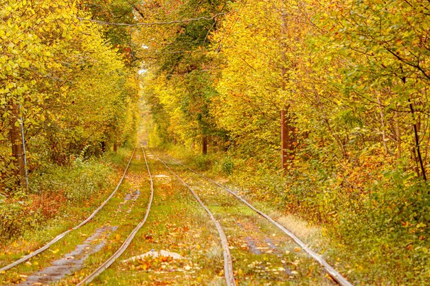 Autumn forest through which an old tram rides Ukraine