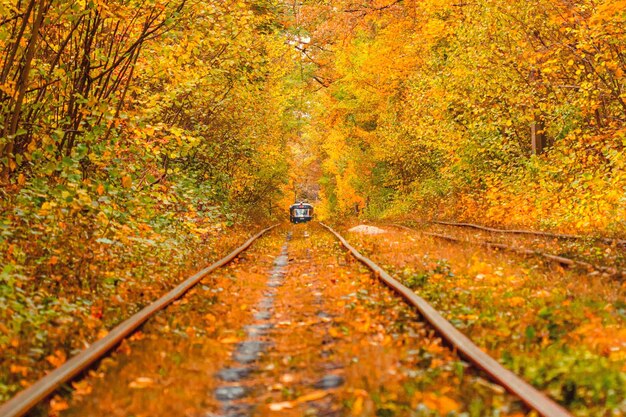 Autumn forest through which an old tram rides Ukraine