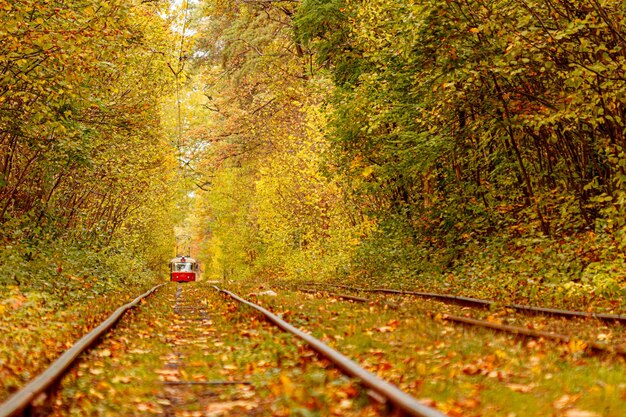 Autumn forest through which an old tram rides Ukraine