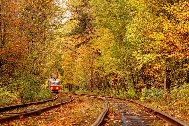 Autumn forest through which an old tram rides ukraine