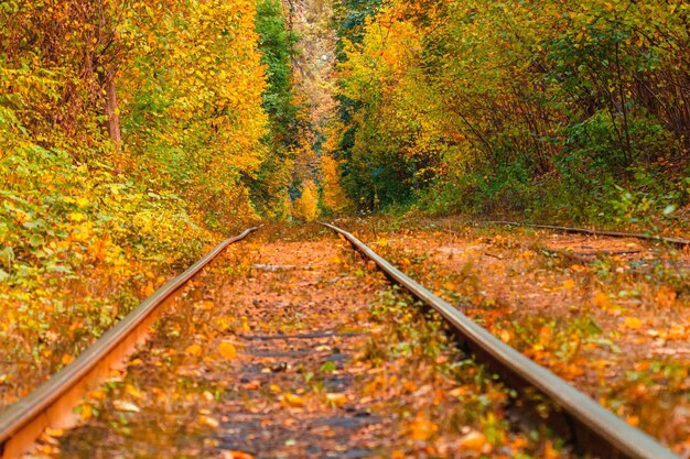 Autumn forest through which an old tram rides Ukraine