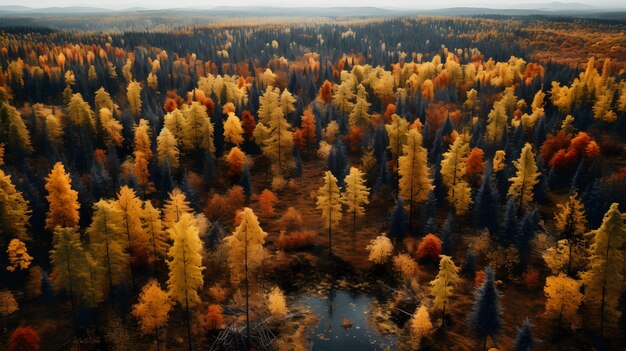 Autumn Forest Top View