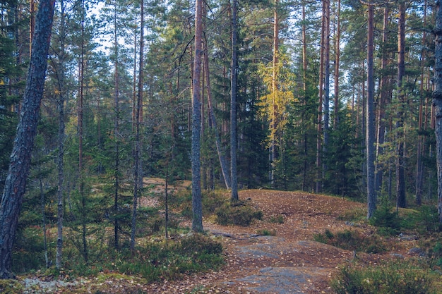 秋の森。観光のコンセプトとアウトドアキャンプ。ロシア、カレリア