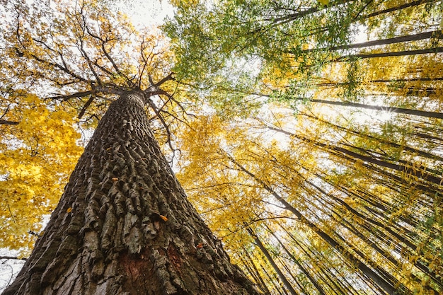 Autumn forest trees. nature green wood sunlight.