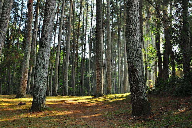  autumn forest trees. nature green wood