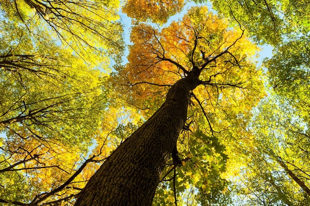 秋の森の木