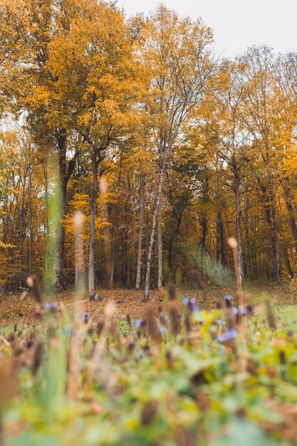 Autumn forest. View from the ground, on yellowed trees. Grass close-up.