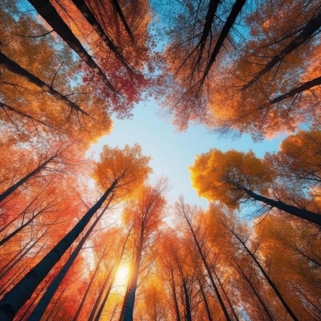 Autumn forest view from below into the sky with sunbeams