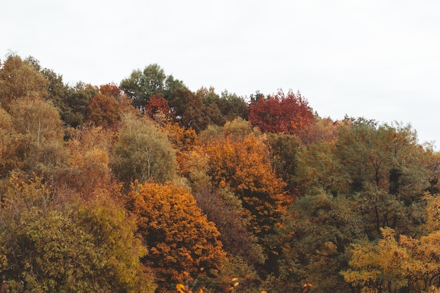 Autumn forest view