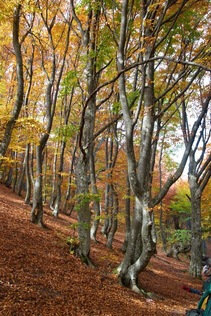 Autumn forest in the warm sunny day