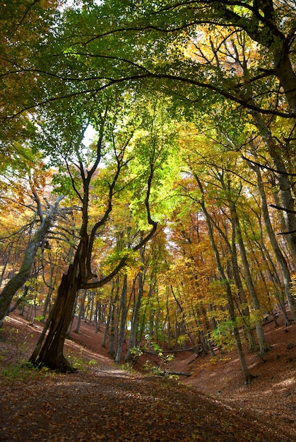 暖かい晴れた日の秋の森
