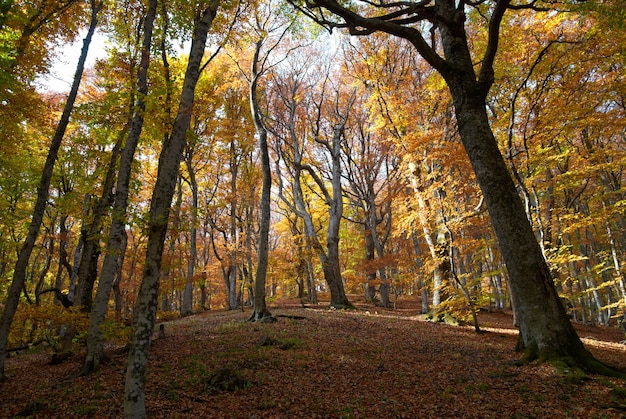 Autumn forest in the warm sunny day