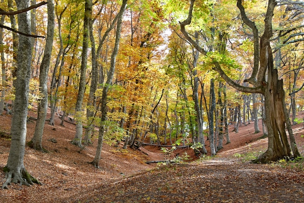 Осенний лес в теплый солнечный день
