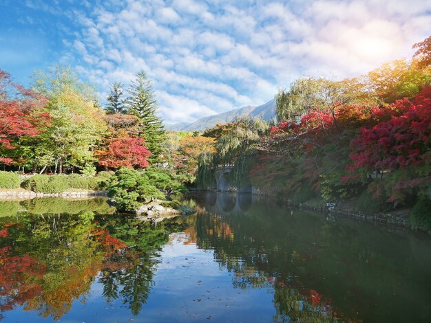 Photo autumn forest on waterfront