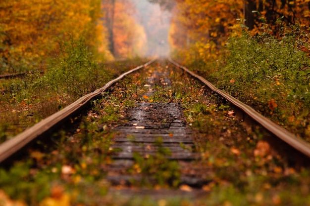 Autumn forest among which goes a strange tram