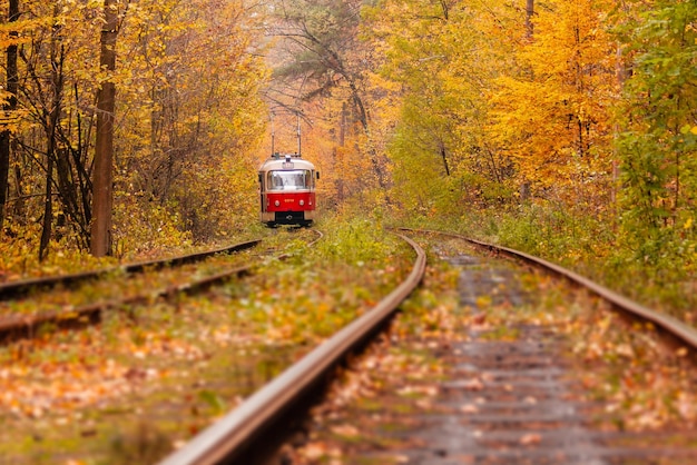 Autumn forest among which goes a strange tram