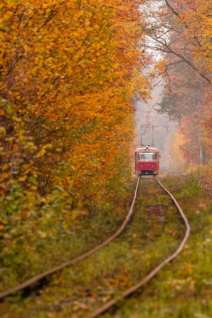 Autumn forest among which goes a strange tram