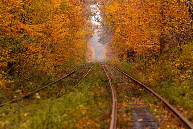 Autumn forest among which goes a strange tram