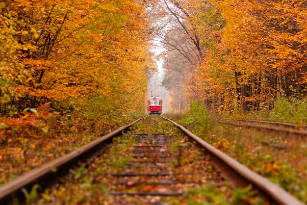 Осенний лес, среди которого едет странный трамвай