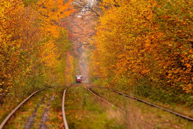 Autumn forest among which goes a strange tram