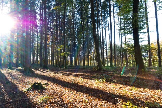 Autumn forest wiht sund