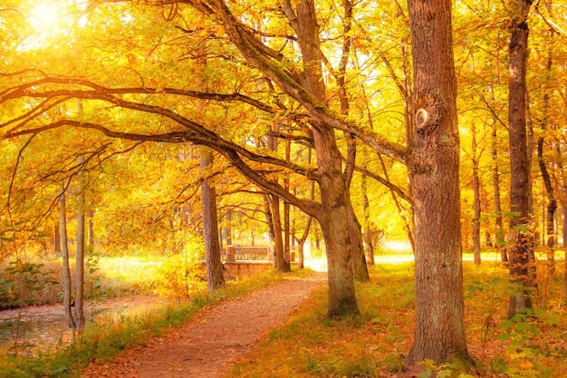 Autumn forest with century-old oak trees spreading branches on a sunny day.