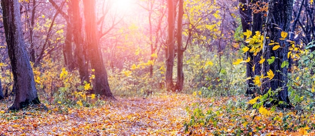 Autumn forest with colorful leaves on the trees and fallen leaves on the road on a sunny day