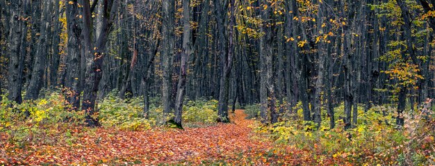 Autumn forest with colorful leaves on the trees and fallen leaves on the road between the trees. Panorama of autumn forest