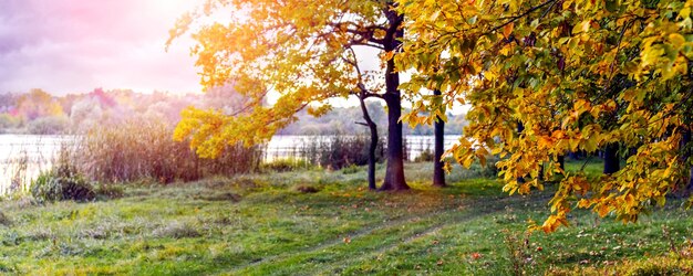 Autumn forest with colorful trees by the river in sunny weather