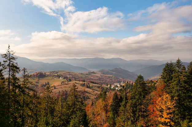 Autumn forest with coniferous trees and path in mountains