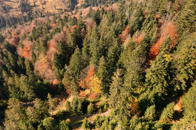 Autumn forest with coniferous trees and path in mountains