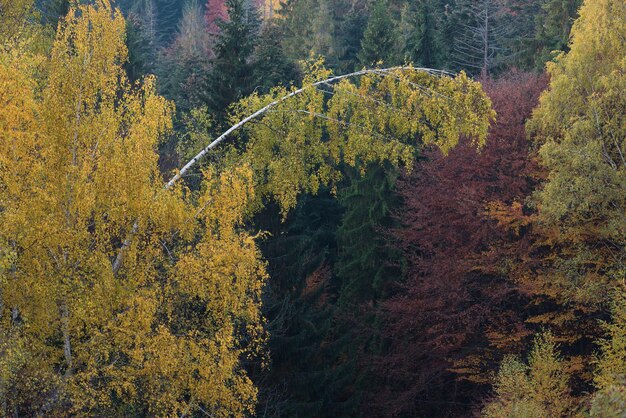 Autumn forest with a curved birch