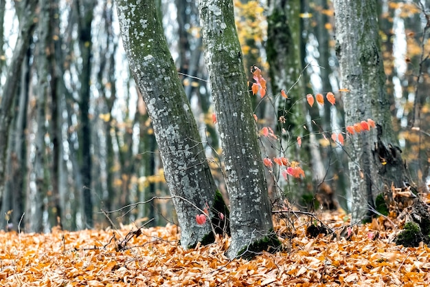 落ち葉が地面に落ちた秋の森