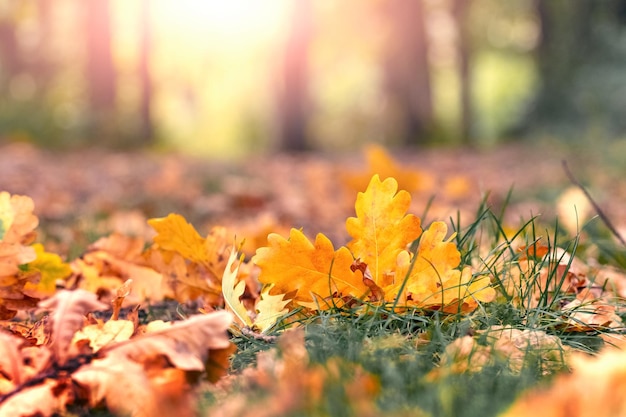 화창한 날씨에 잔디에 떨어진 오크 잎이 있는 가을 숲