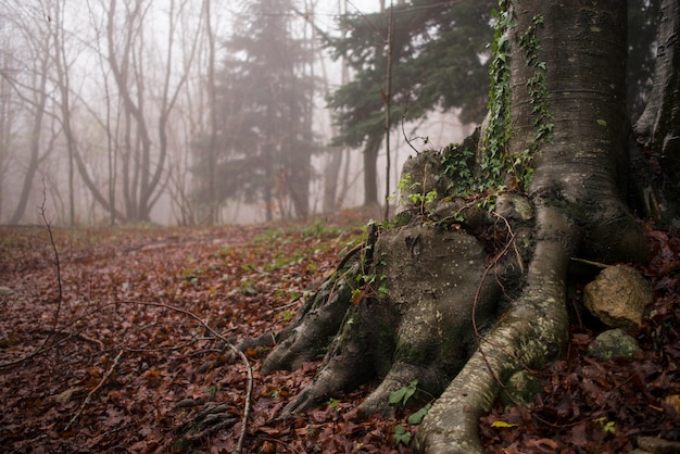 Осенний лес с туманом