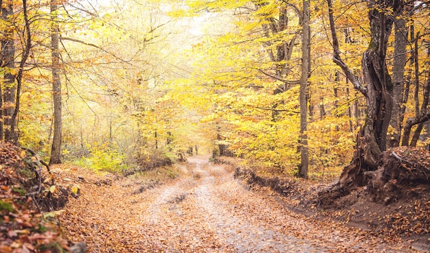 地上道路のある秋の森。美しい風景