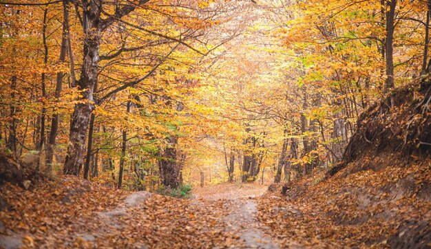 Autumn forest with ground road. Beautiful landscape