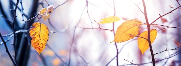 Autumn forest with the last yellow leaves on the branches of trees on a blurred background on a sunny day panorama