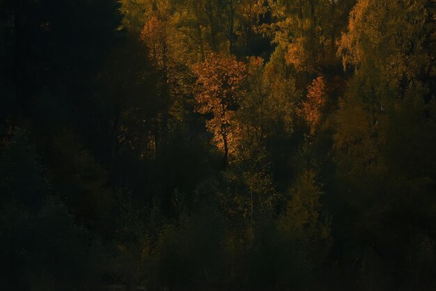 Autumn forest with multicolored foliage